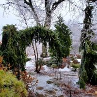 Botanica Fine Gardens and Landscapes ico