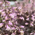 Roberts Nursery & Landscaping