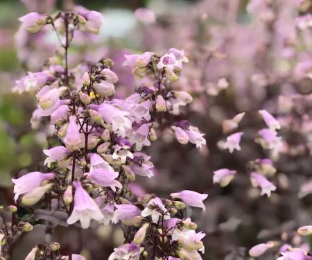 Roberts Nursery & Landscaping