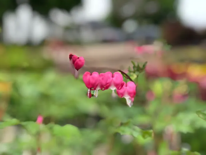 Roberts Nursery & Landscaping Picture 2