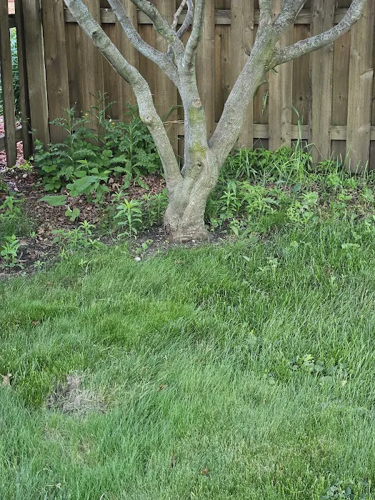 Cornerstone Lawn Care Inc. Picture 2