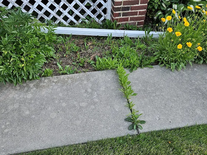 Cornerstone Lawn Care Inc. Picture 3
