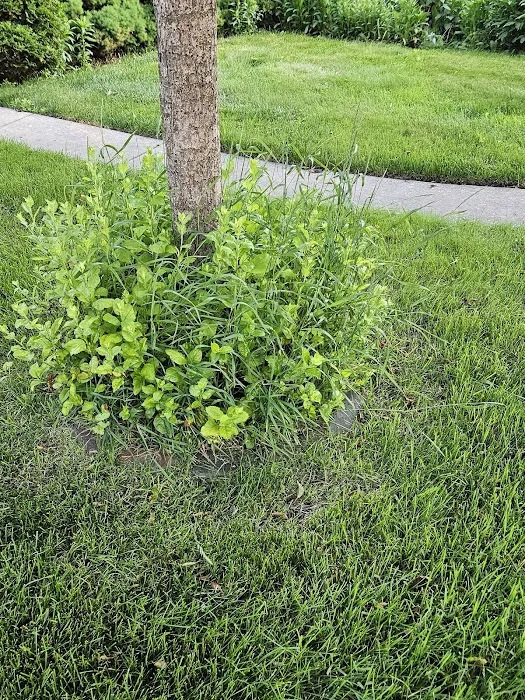Cornerstone Lawn Care Inc. Picture 4