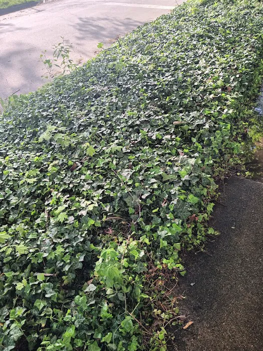 GLC Greg's Lawn Care Picture 8