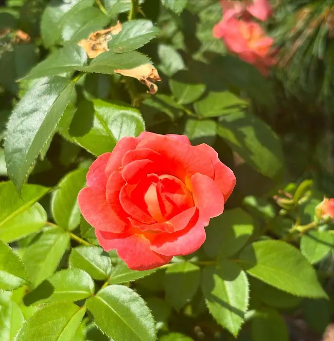 Danchris Nursery Picture 2