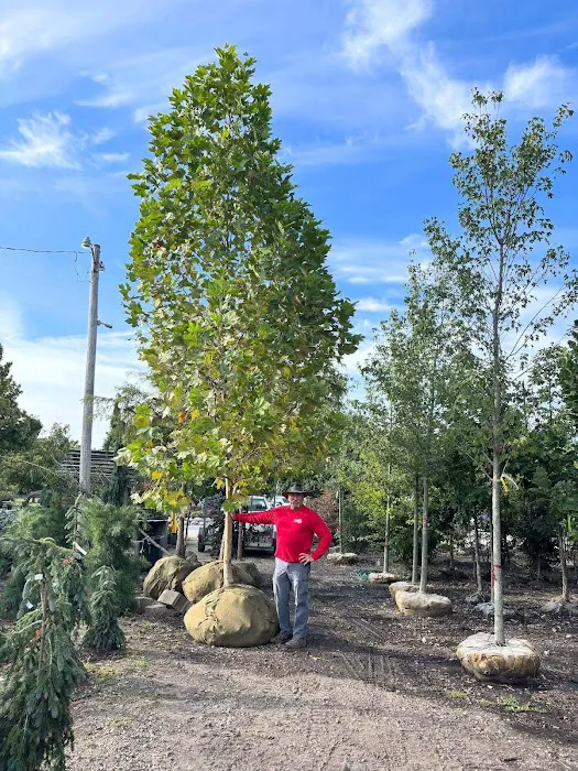 Danchris Nursery Picture 6