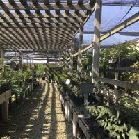 Danchris Nursery ico
