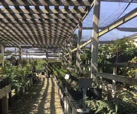 Danchris Nursery