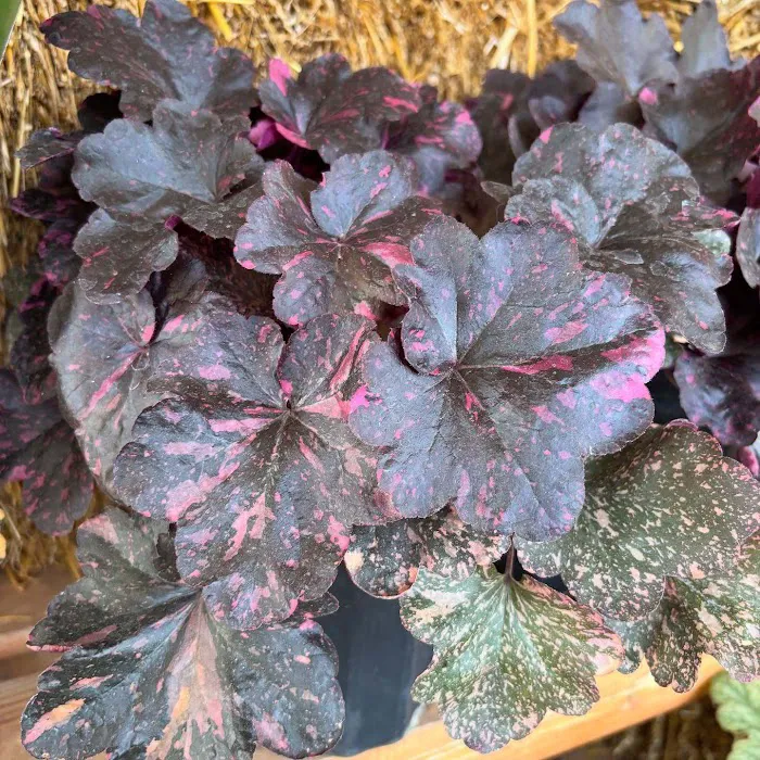 Danchris Nursery Picture 9