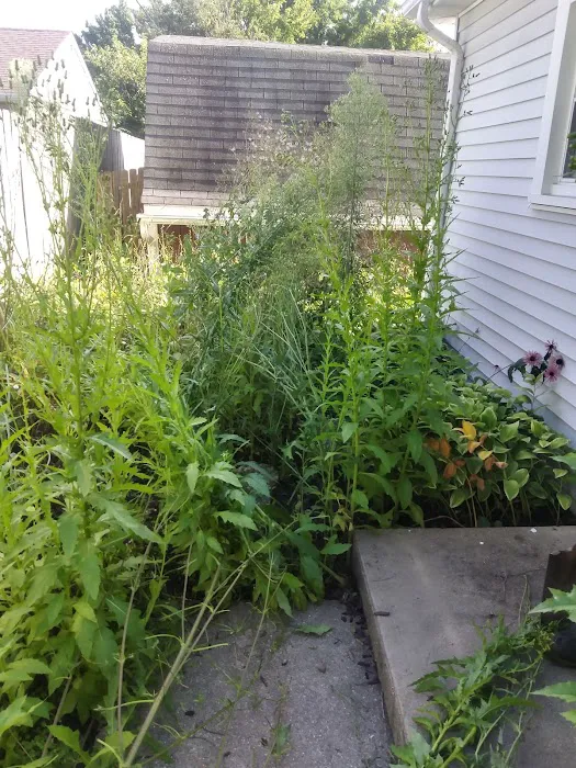 Ruiz Landscaping rockford Picture 8