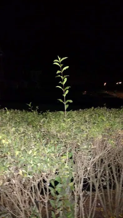 Tyler's Landscaping Picture 1