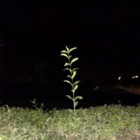 Tyler's Landscaping ico