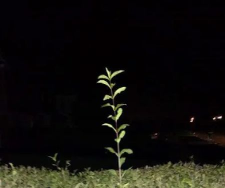 Tyler's Landscaping