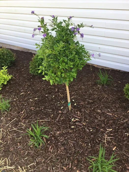 Beltran Landscaping Picture 2