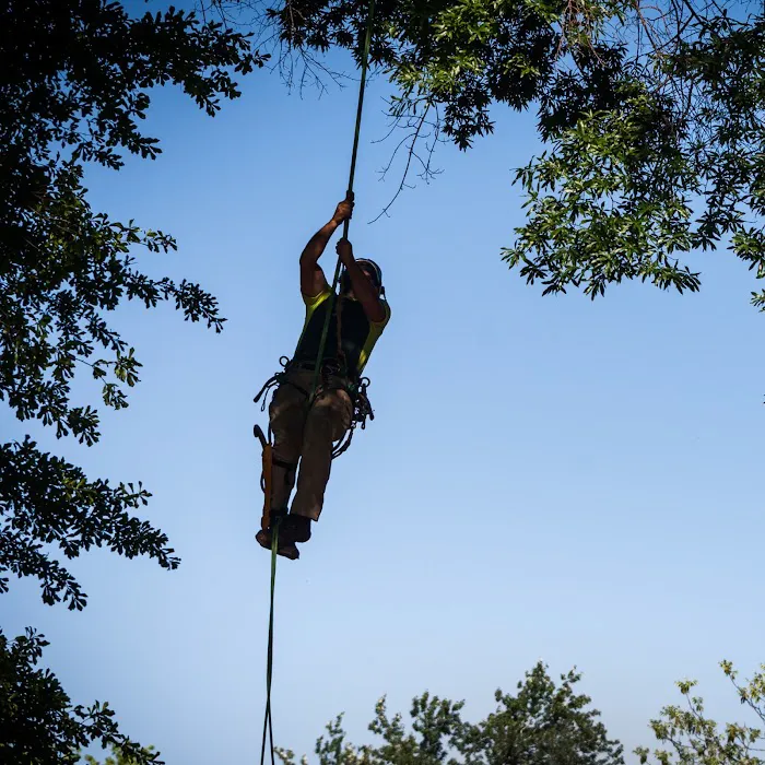 Husky Tree Services Picture 2