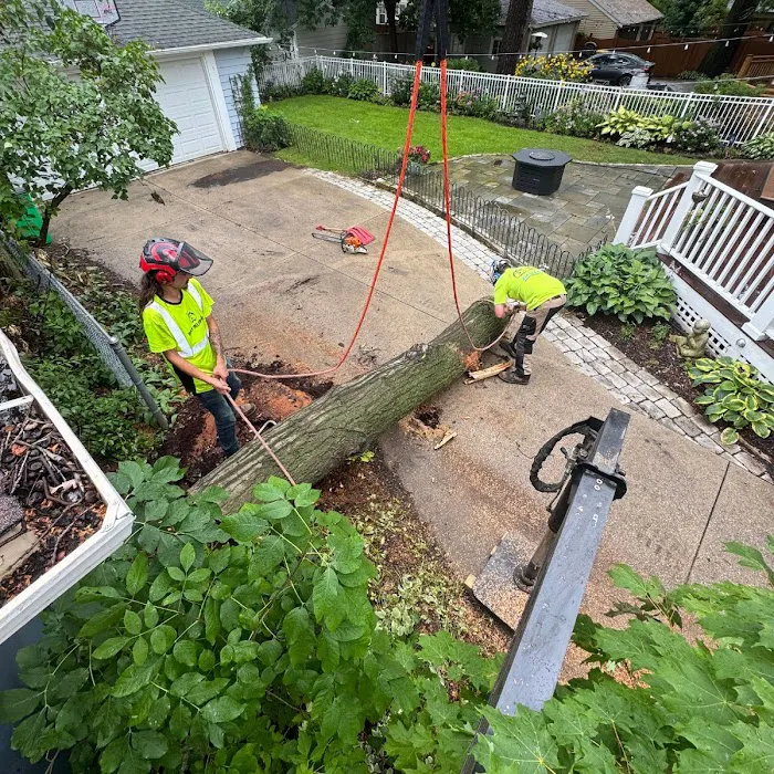 Husky Tree Services Picture 9
