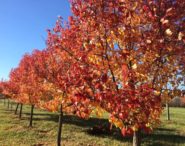 Trees On The Move Picture 10