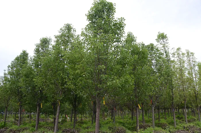 Trees On The Move Picture 2