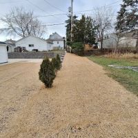Trees On The Move ico