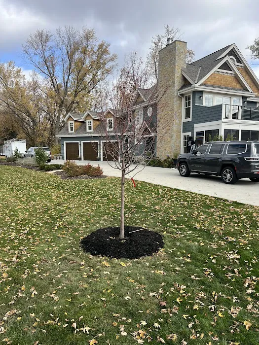 Trees On The Move Picture 5