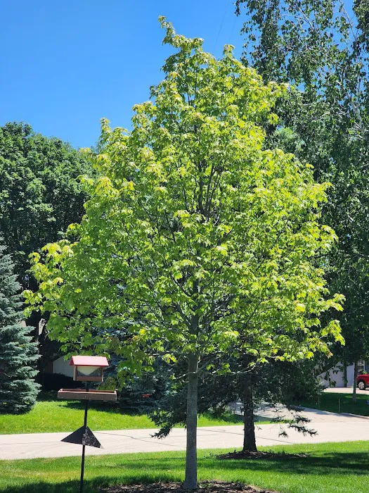 Trees On The Move Picture 8
