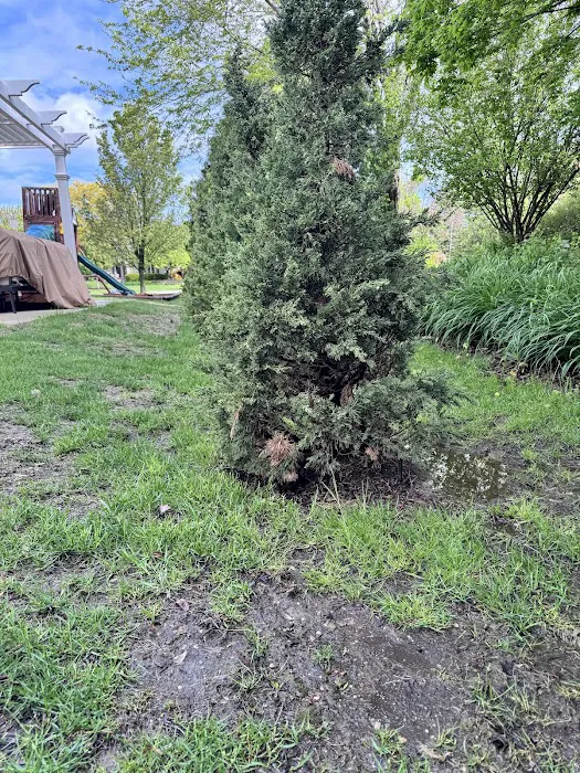 Trees On The Move Picture 7