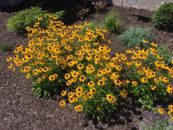 Woodridge Landscapes Picture 9