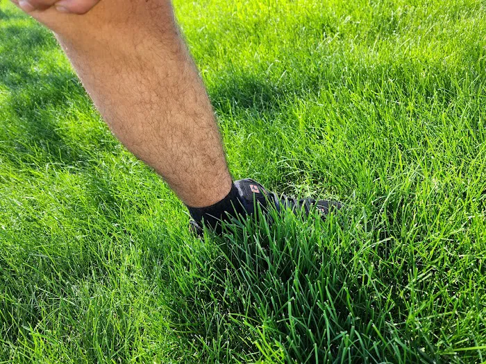 Paul Terry Services Lawn Care and Landscaping [PTS] Picture 2