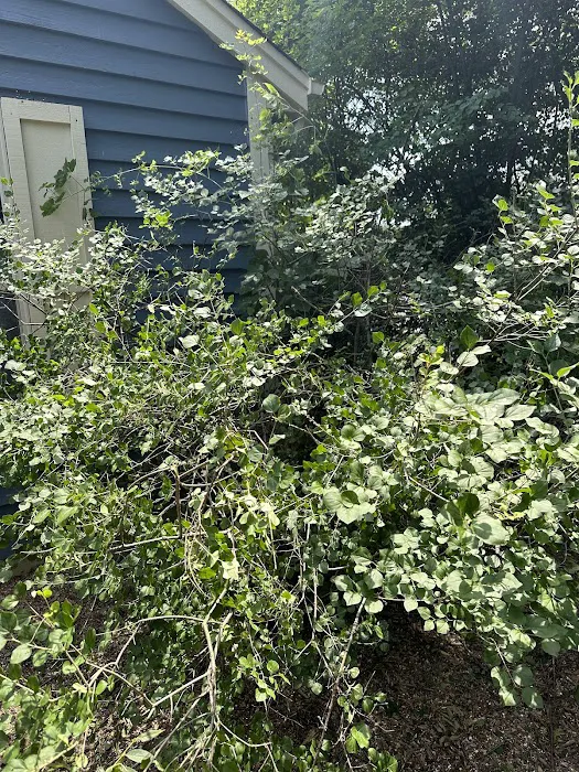 TreesNoMore.com Picture 10