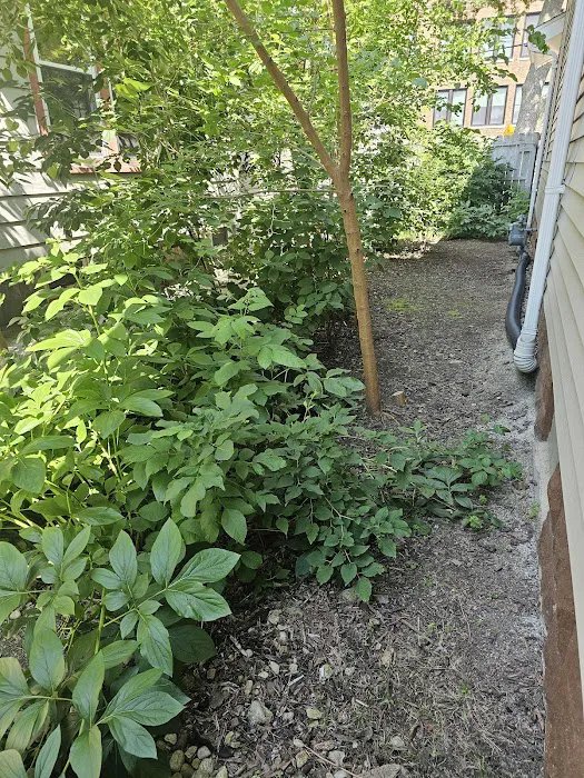 Roca Landscaping Picture 3