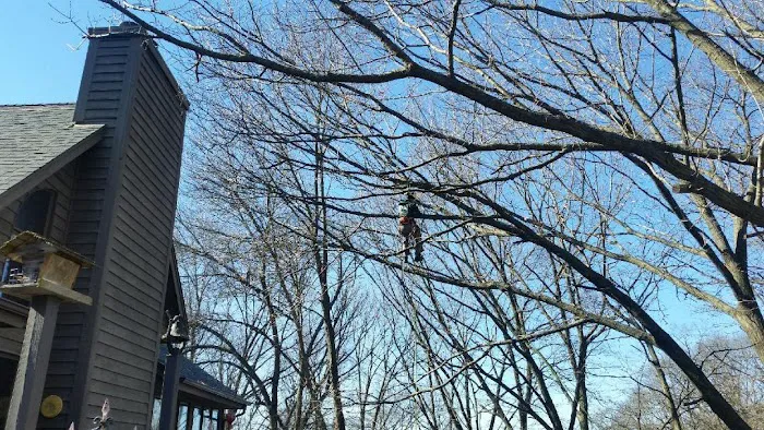 Ox Landscape Construction & Tree Service LLC Picture 1