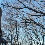 Ox Landscape Construction & Tree Service LLC