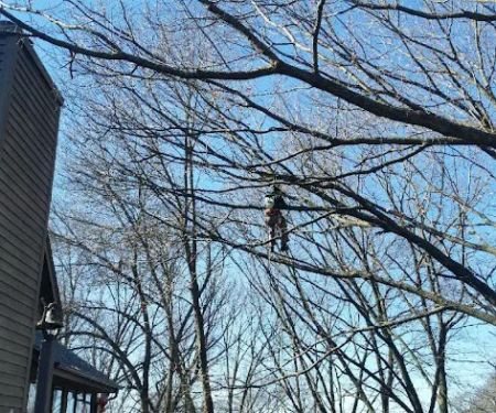 Ox Landscape Construction & Tree Service LLC