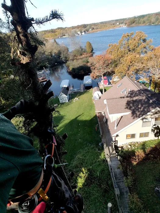 Ox Landscape Construction & Tree Service LLC Picture 2