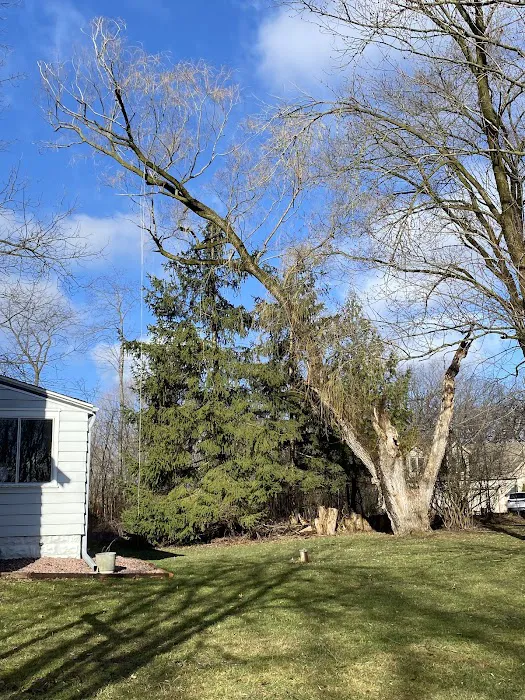Midwest Tree & Landscape LLC Picture 2