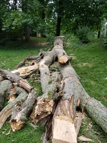 J&G Lawn &Tree Services Picture 1