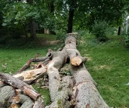 J&G Lawn &Tree Services