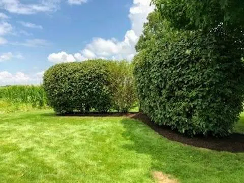 Kleinprinz Lawn Care Picture 6