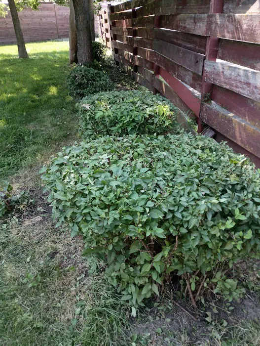 Aguilera Lawn Care Services Picture 2