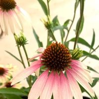 Hidden Timber Gardens ico