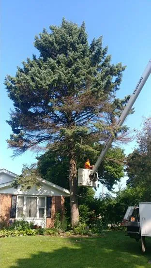 ASAP Tree Pros, Inc. Picture 7