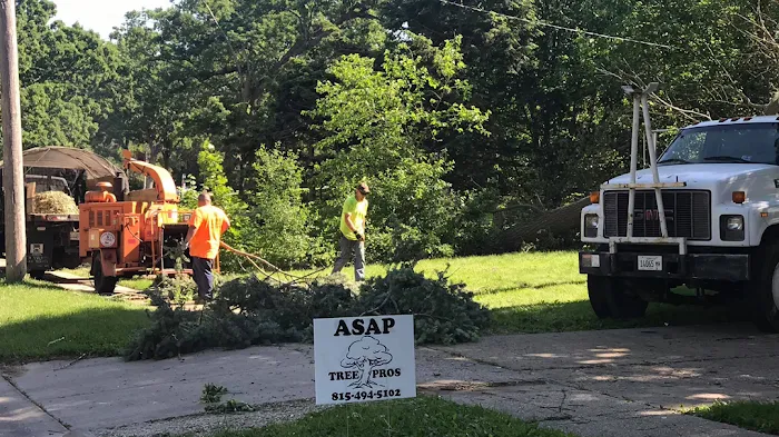 ASAP Tree Pros, Inc. Picture 4