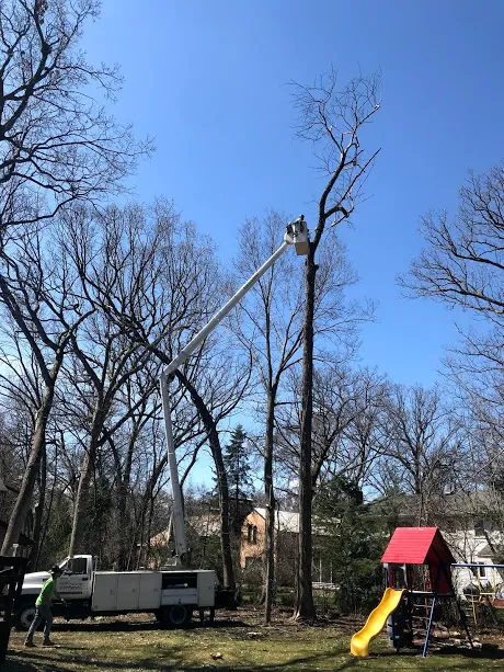 ASAP Tree Pros, Inc. Picture 8