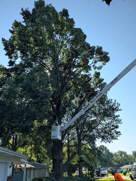ASAP Tree Pros, Inc. Picture 9