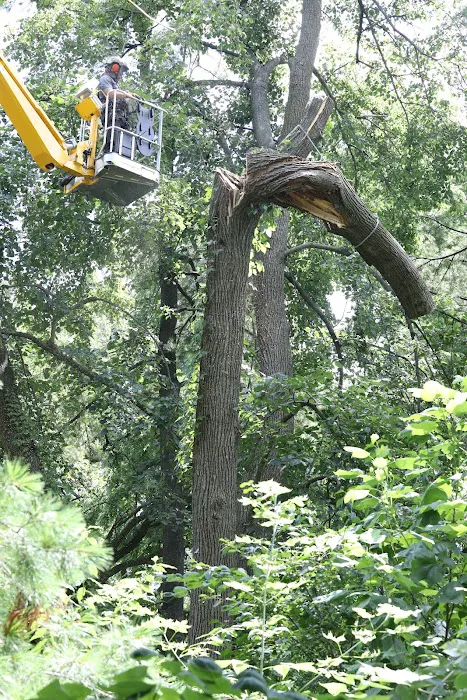 Tree Care Enterprises Inc. Picture 2
