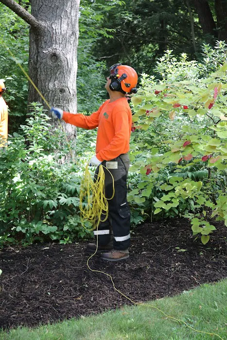 Tree Care Enterprises Inc. Picture 3