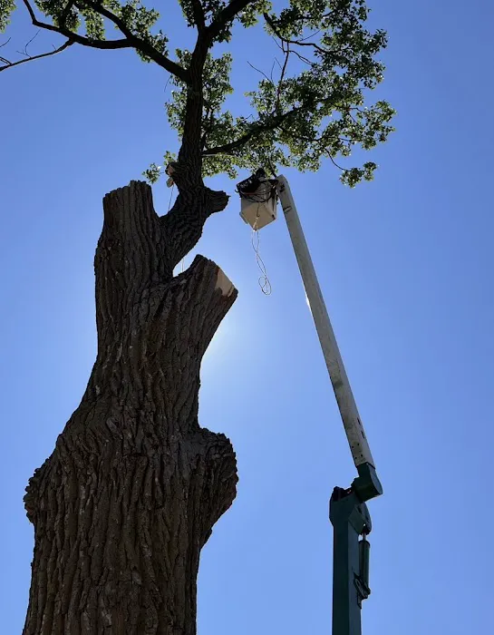 Your Friendly Neighbor Landscaping & Tree Service Picture 3