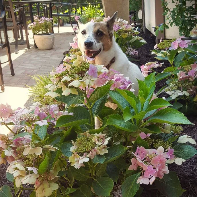 Bloom! Landscaping, LLC Picture 6