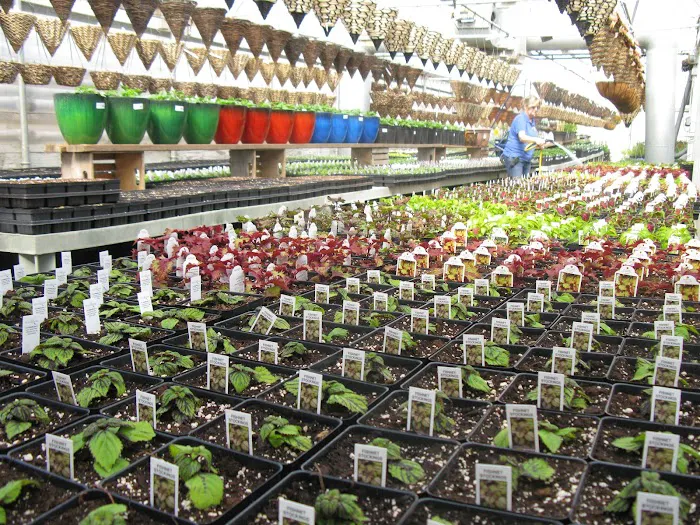 Piala's Nursery & Garden Shop Picture 3