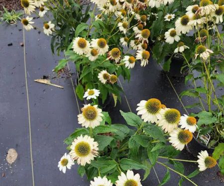 Atwood's Landscape Supply